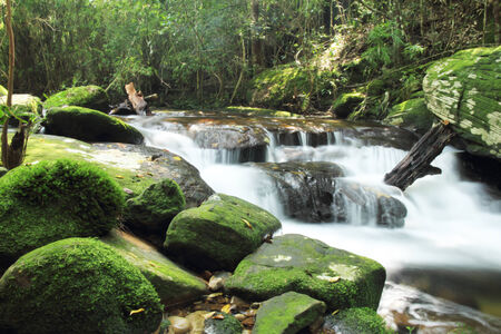 waterfall with lush foliage and mossy rocksの写真素材