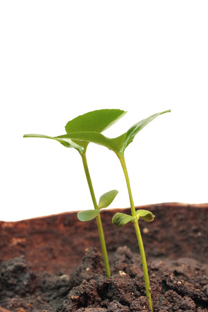 Green sprout growing from ground, isolated on white background.の写真素材