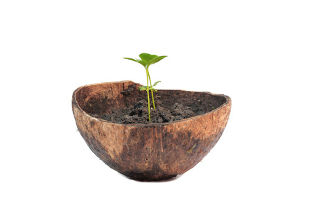 Green sprout growing from ground in coconut shell, isolated on white backgroundの写真素材