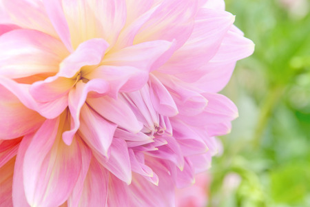 Soft-focus close-up of pink flowersの写真素材