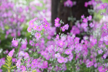 Primula Malacoides flower bloomingの写真素材
