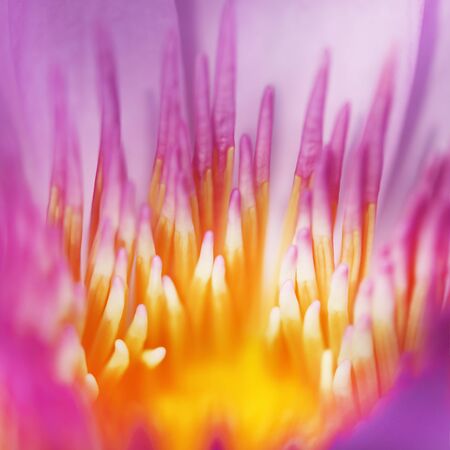 Close-up lotus flower in softfocusの写真素材