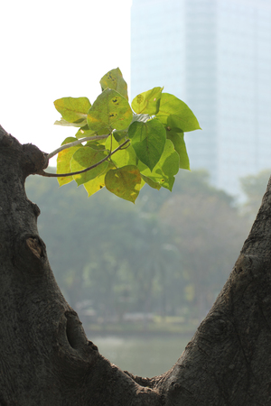 Leafs on tree, growth concept.の写真素材