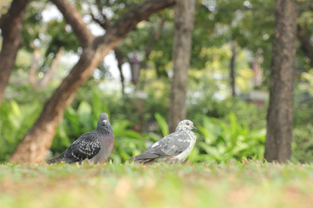 Birds (pigeon) in the grass field.の写真素材