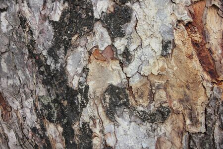 Closeup texture of wooden background.の写真素材