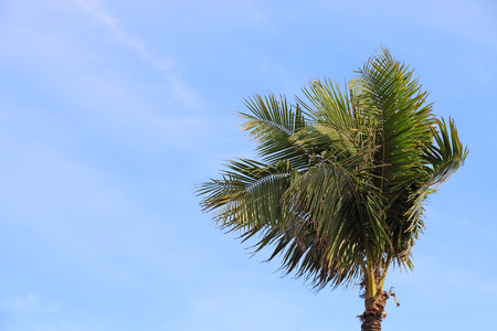 The Coconut Tree Under Blue Skyの写真素材