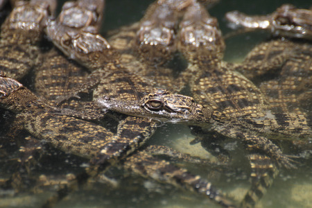 Crocodile with head above water.の写真素材