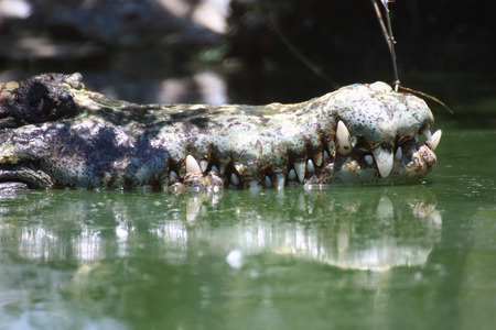 crocodile resting with teeth detailsの写真素材