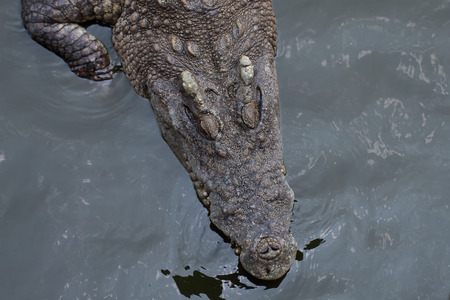 Closeup a crocodile with head above water.の写真素材