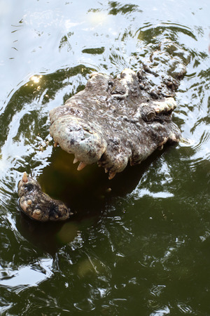 Crocodile attacking with mouth openの写真素材