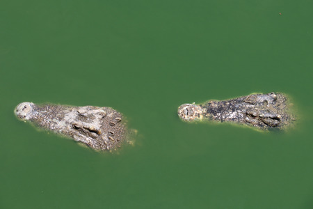Closeup two chapters of the crocodile.の写真素材