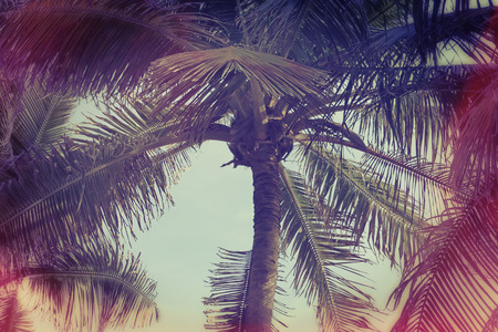 The Coconut Trees - vintage effect styleの写真素材