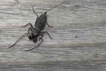 Whip scorpion on wooden floor.