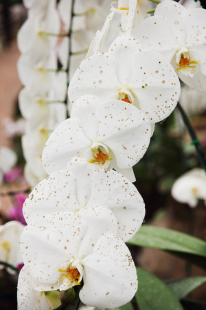 White orchid flower in the garden.の写真素材