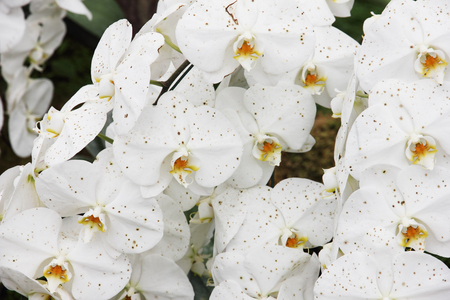 White orchid flower in the garden.の写真素材