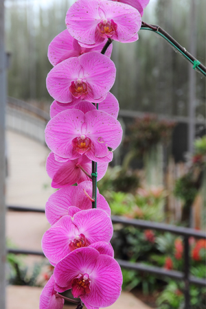 Purple phalaenopsis orchid flower in the garden.の写真素材