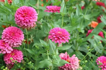 Pink zinnia flowers in the garden.の写真素材