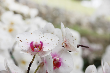 White orchid flower in the garden.の写真素材