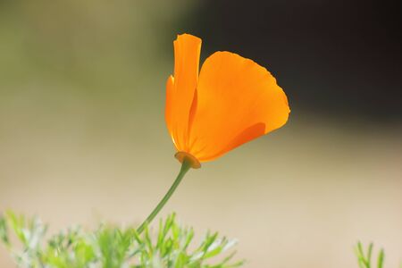 California Poppy(Eschcsholzia Californica Cham).の写真素材