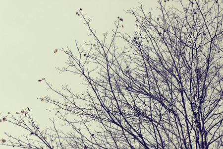 Dry branch of a tree in winter - vintage effect styleの写真素材