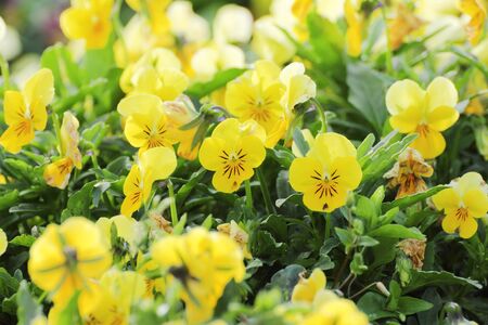 Yellow pansy flower in garden.の写真素材