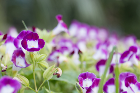 Wishbone flower (Torenia fournieri) in garden.の写真素材