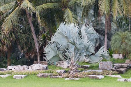 Palm tree decorate in garden.の写真素材