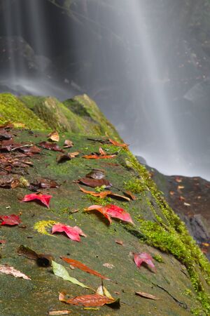 Leaf on a rock covered in moss with waterfall.の写真素材