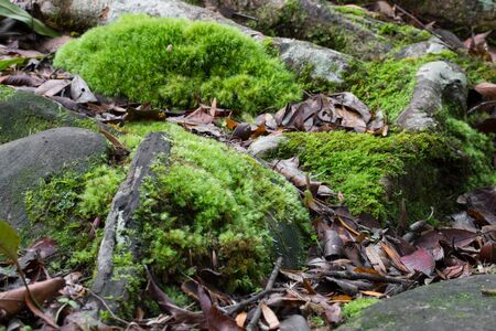 Green moss covered stone in forest rainy season.の写真素材