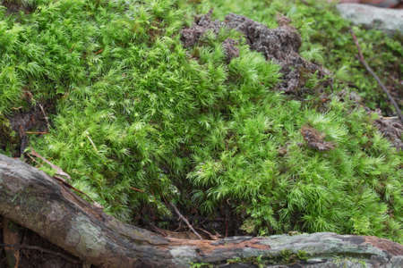 Green moss cover old tree.の写真素材