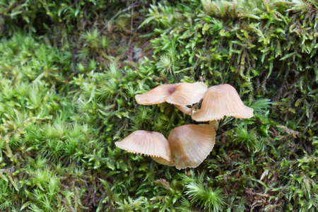 Tiny mushroom growing in green moss.の写真素材