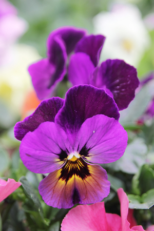 Closeup of purple pansy flowers.の写真素材