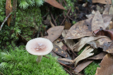 Tiny mushroom growing in green moss.の写真素材