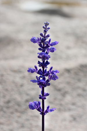 blue salvia flower in gardenの写真素材