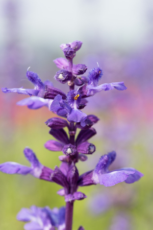 blue salvia flower in gardenの写真素材