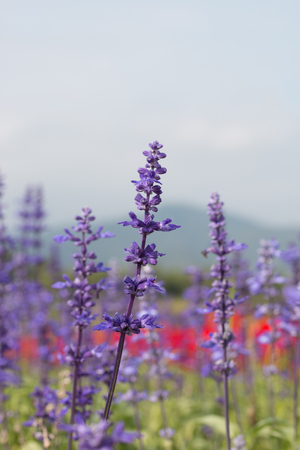 blue salvia flower in gardenの写真素材