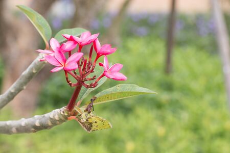 plumeria rubra flower in the gardenの写真素材
