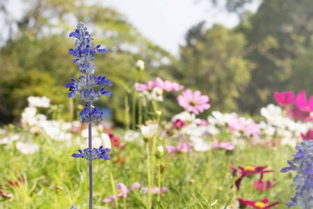 Blue salvia flower in gardenの写真素材