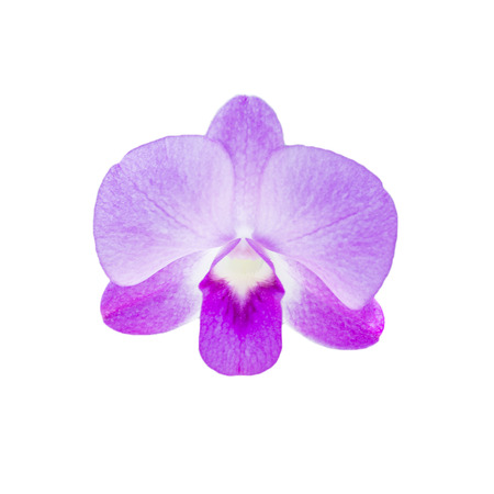 cross selection of orchid flowers isolated on white background.の写真素材