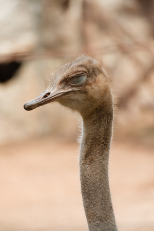 Ostrich head and neck.