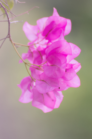 Bougainvillea flower in the garden.の写真素材