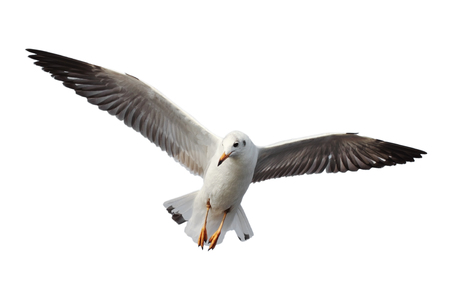 Seagull flying isolated on white backgroundの写真素材