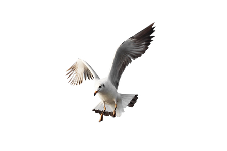 Seagull flying isolated on white background
