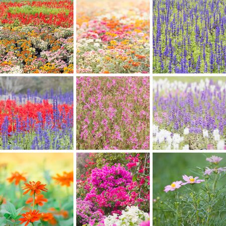 beautiful collection of flowers.の写真素材