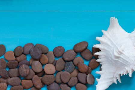 Summer concept : Seashells and pebble on wood background. Top view with copy space