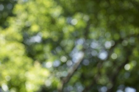 abstract nature blur background, defocused green leaves, bokehの写真素材