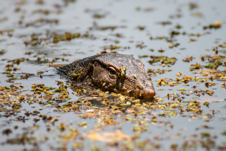 monitor lizard, close-up the eye of monitor lizard.の写真素材