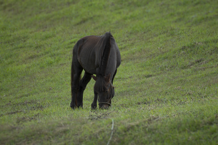black horse stand on meadowの写真素材