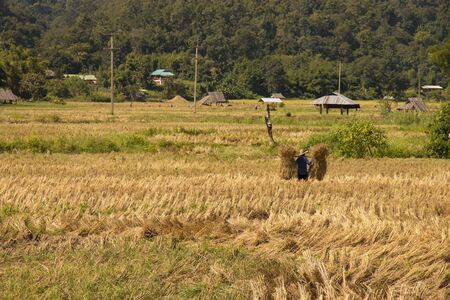 farmer rice farming in thailandの写真素材