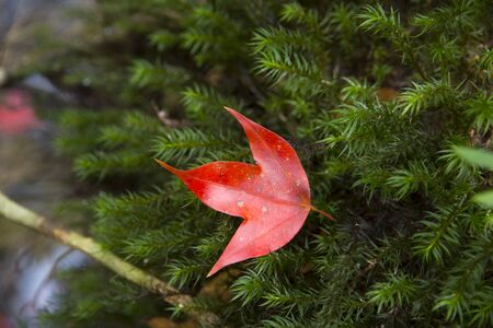 red maple leaves on green moss background